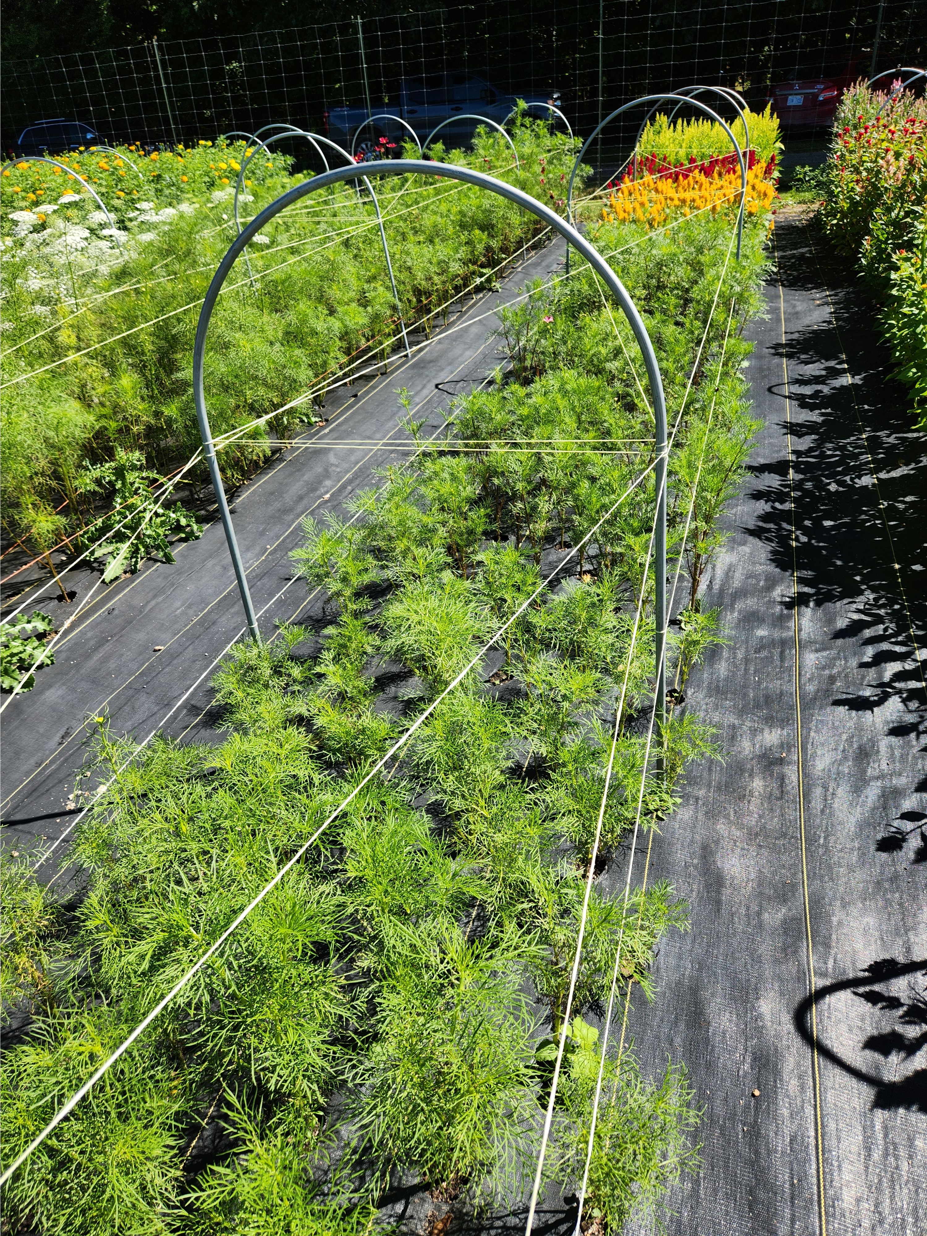 A round support bar above a row of cut flowers.